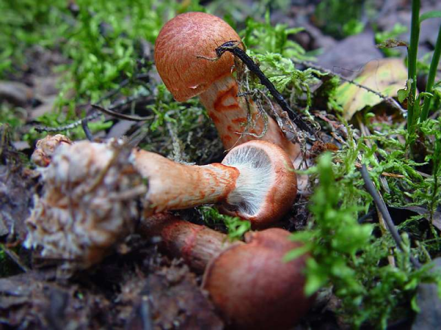 Мицелий Паутинника браслетчатого / Паутинник красный (Cortinarius armillatus)